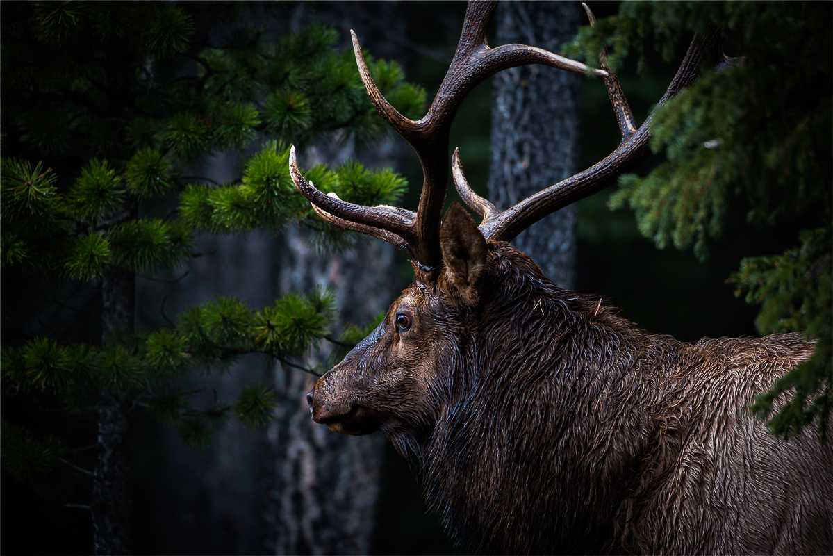 Cold_Brook_Hunts_Main_Header_Background_Image_Elk_Rack_Points_Big_Buck_In_Forrest_OPTIMIZED_JPG-1